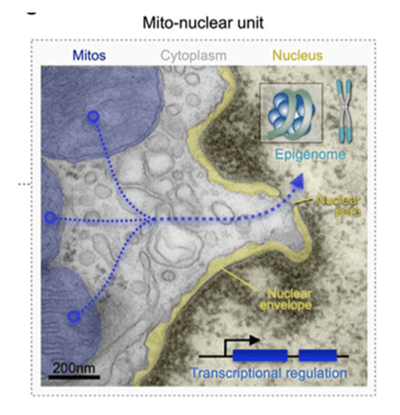 Diagram of mito-nuclear unit with mitochondria, cytoplasm, nucleus and transcriptional regulation